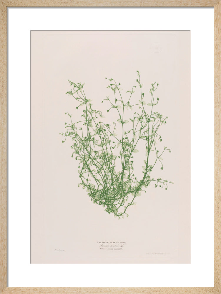 Arenaria Trinervis (Three-nerved Sandwort), 1854 by Bradbury and Evans. Framed art print.