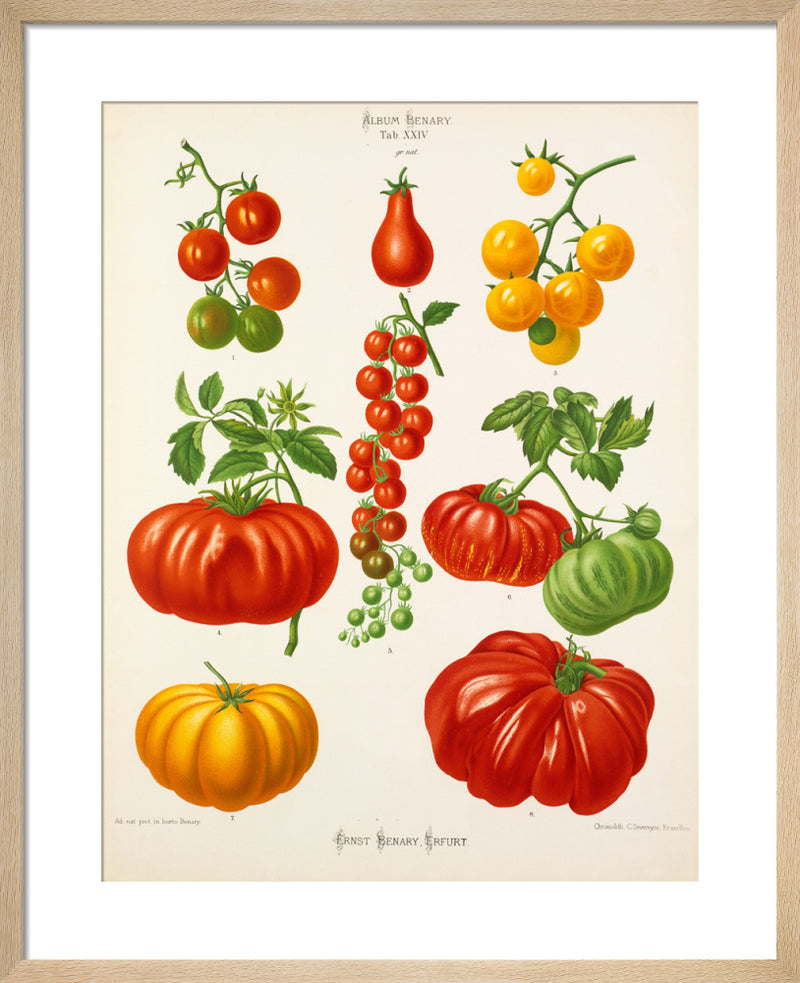 Tab XXIV by Ernst Benary. Framed art print.