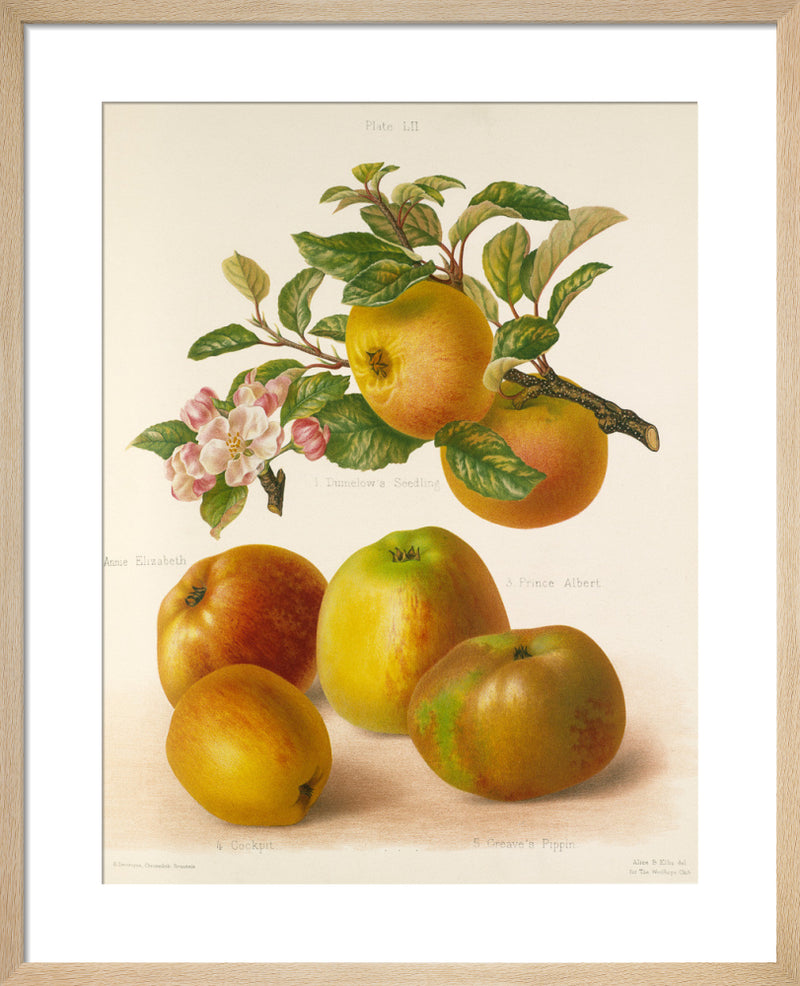 Volume II, Plate 52 by G. Severeyns. Framed art print.