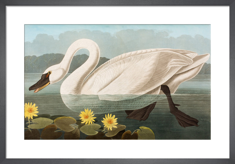 Common American Swan by John James Audubon. Framed art print.