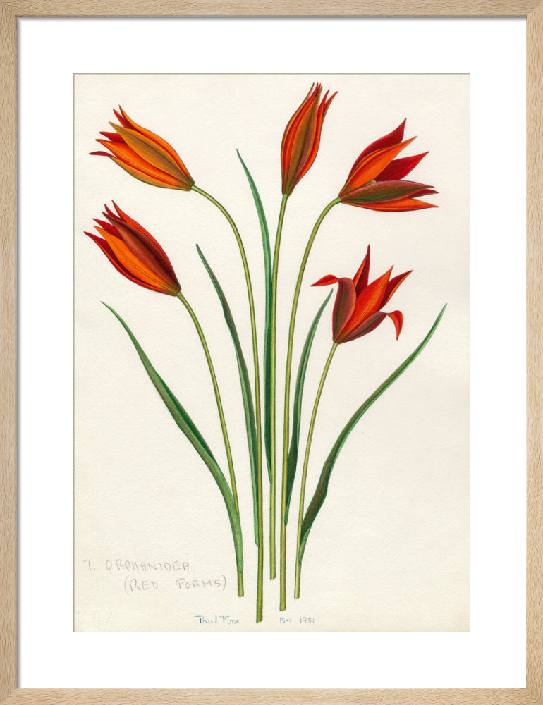 T. orphanidea (Red Forms) by John Paul Wellington Furse. Framed art print.