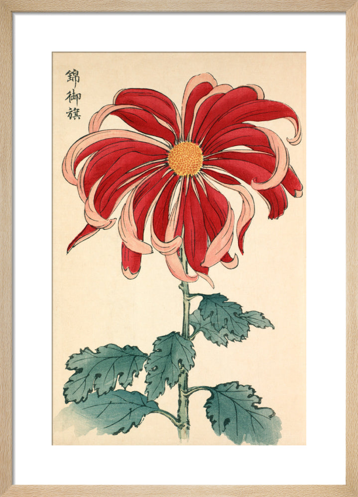 Nishiki No Mihata' Chrysanthemum by Keikwa Hasegawa. Framed art print.