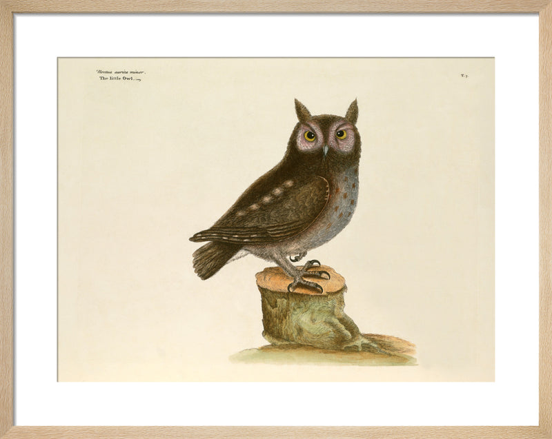 T. 7 by Mark Catesby. Framed art print.