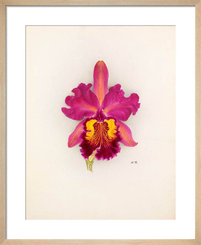 Cattleya Gladiator gx (Cattleya dowiana x Cattleya Gladys) by Nellie Roberts. Framed art print.