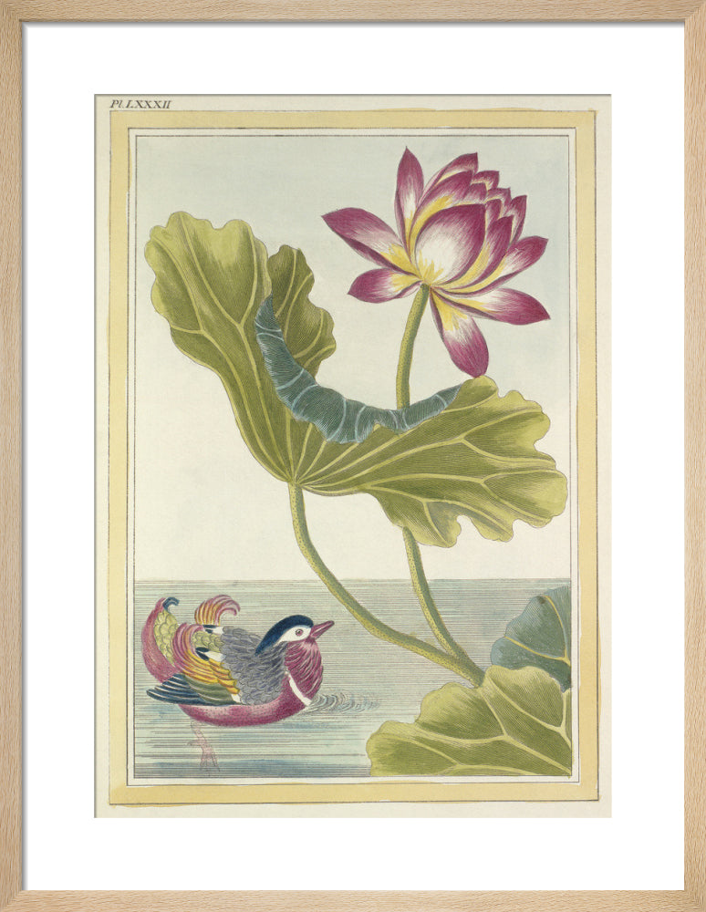 Lotus with Duck Plate LXXXI by Pierre Joseph Buchoz. Framed art print.