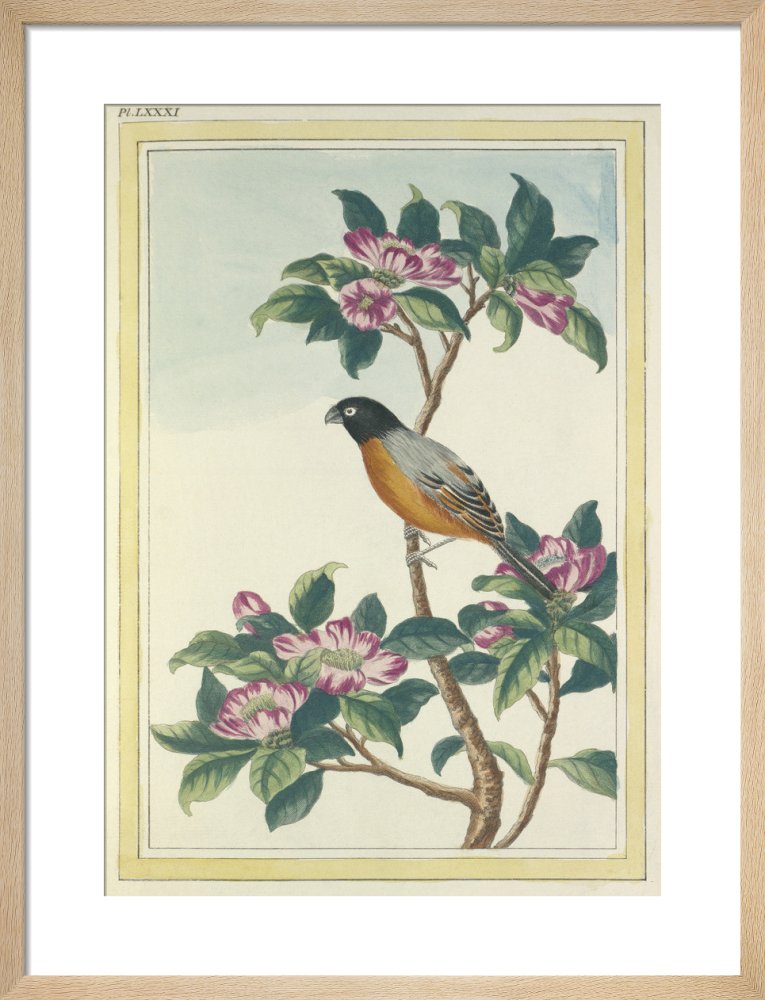 Plate LXXXI by Pierre Joseph Buchoz. Framed art print.