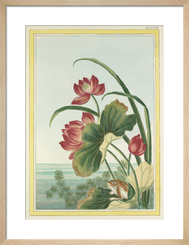 Red Lotus with Frog Plate XXIII by Pierre Joseph Buchoz. Framed art print.