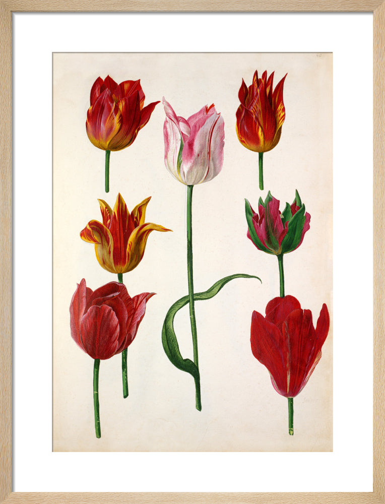 Plate 40 by Pieter van Kouwenhoorn. Framed art print.