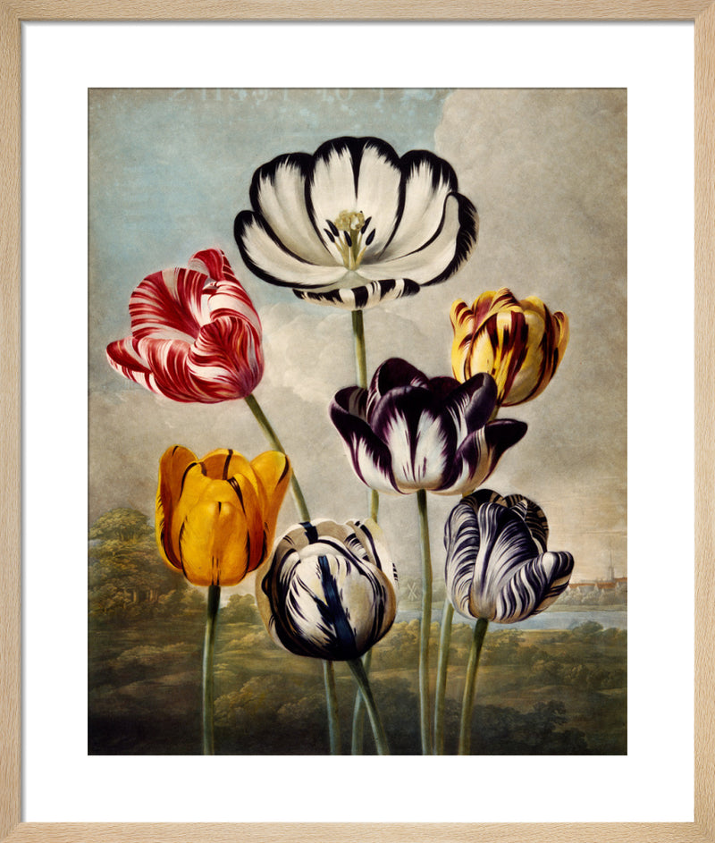 Tulips by Robert John Thornton. Framed art print.