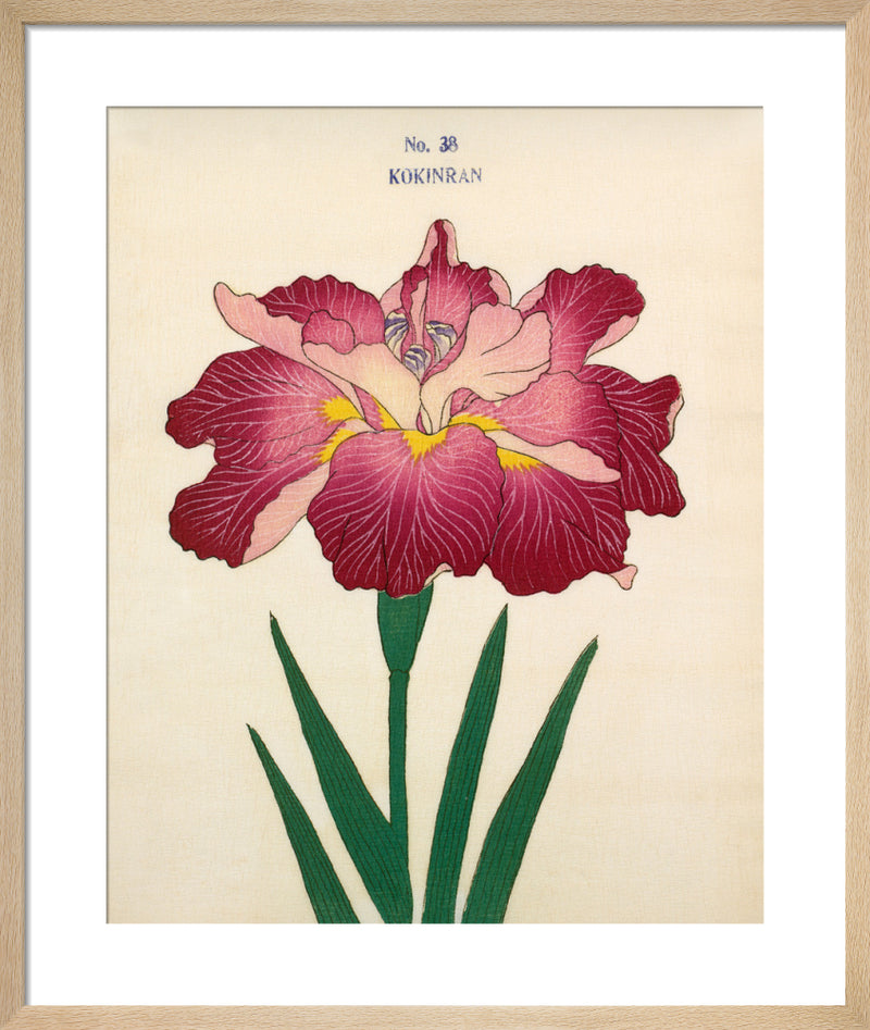 Plate 38 by The Yokohama Nursery Co Ltd. Framed art print.