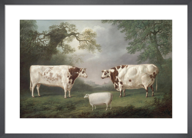 The Tup, Alfred, with St John and Gaudy, bred by C.Mason by Thomas Fairbairn Wilson. Framed art print.