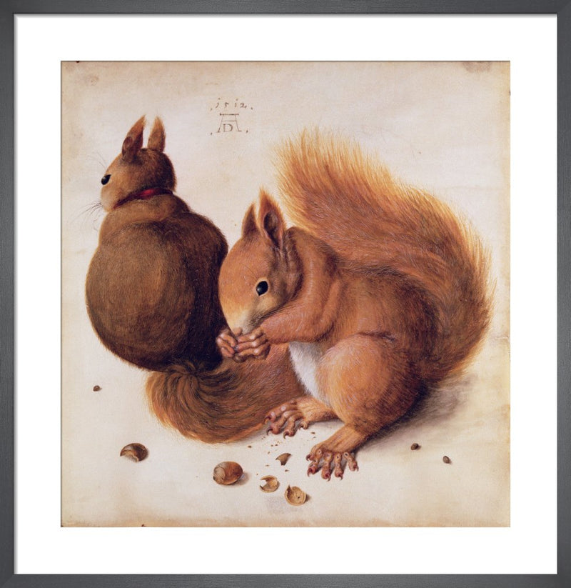 Squirrels, 1512 by Albrecht Dürer. Framed art print.