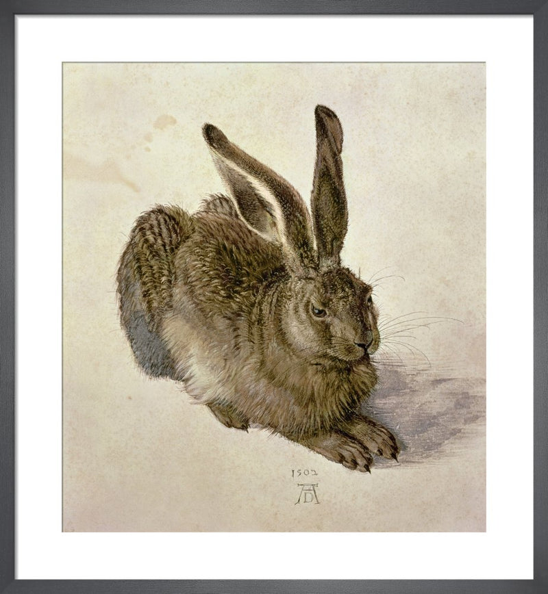 Young Hare, 1502 by Albrecht Dürer. Framed art print.