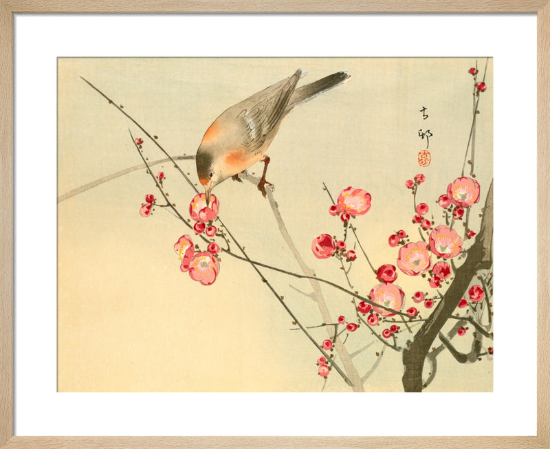 Prunus with White Eye by Anonymous Chinese Artist. Framed art print.