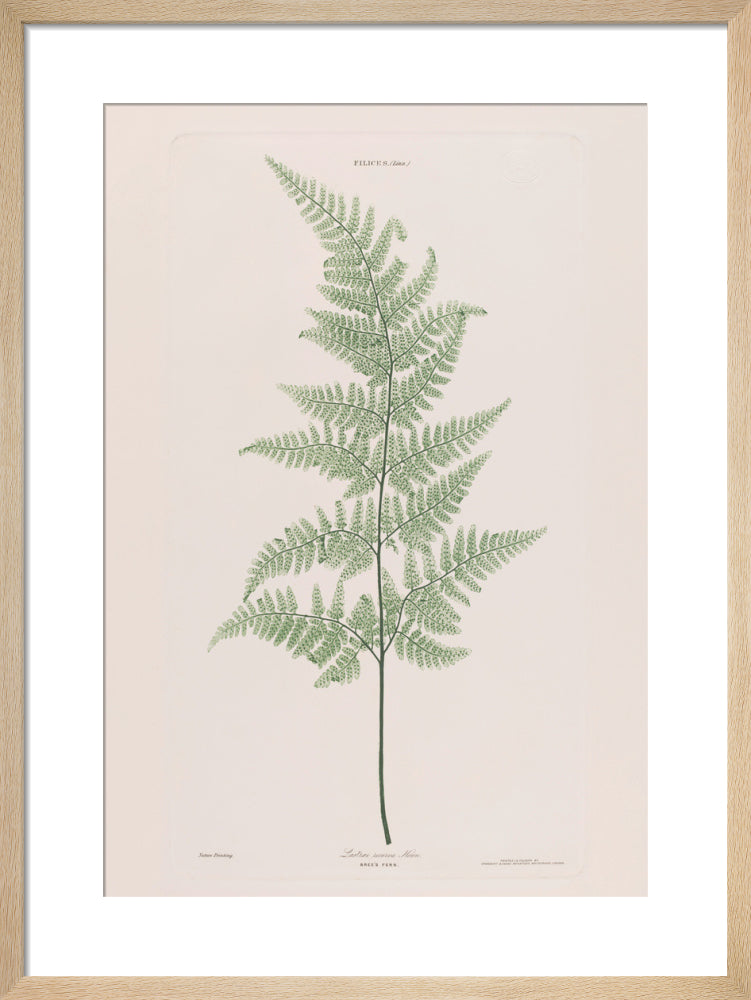 Lastrae Recurva (Bree's Fern), 1854 by Bradbury and Evans. Framed art print.