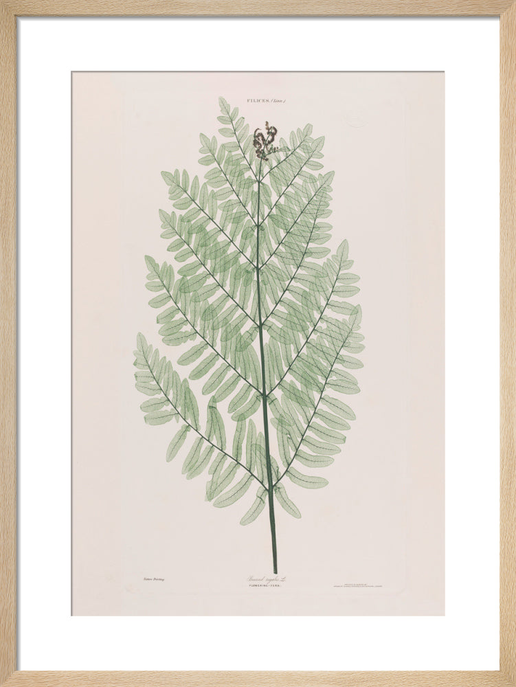 Osmund Regalis (Flowering Fern), 1854 by Bradbury and Evans. Framed art print.