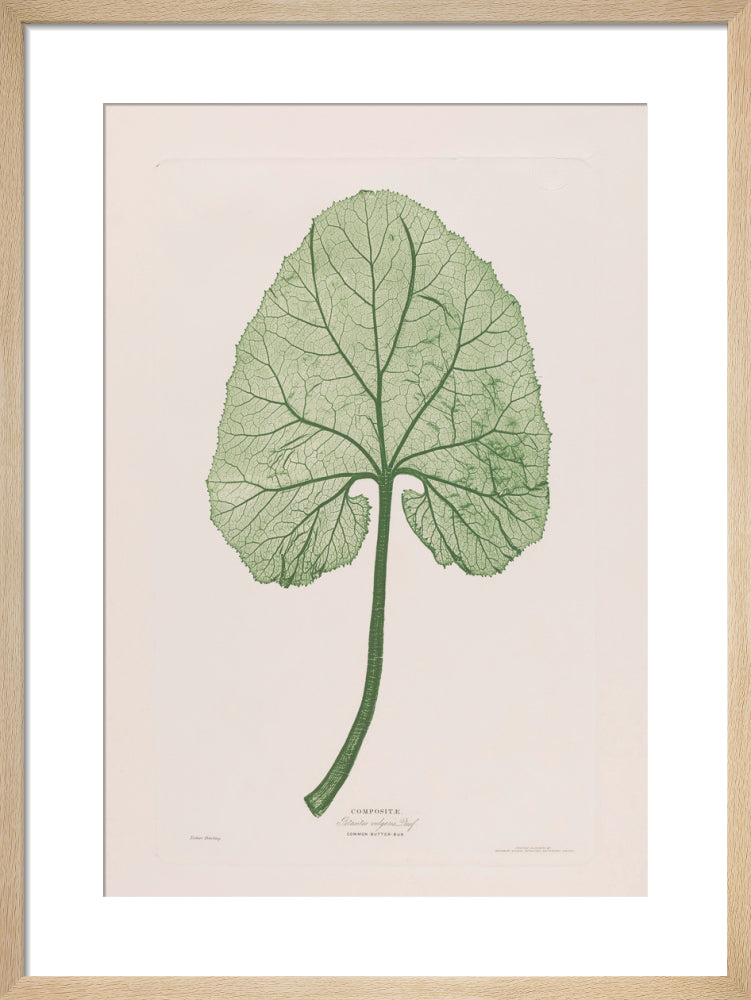 Petasites Vulgaris (Common Butterbur), 1854 by Bradbury and Evans. Framed art print.