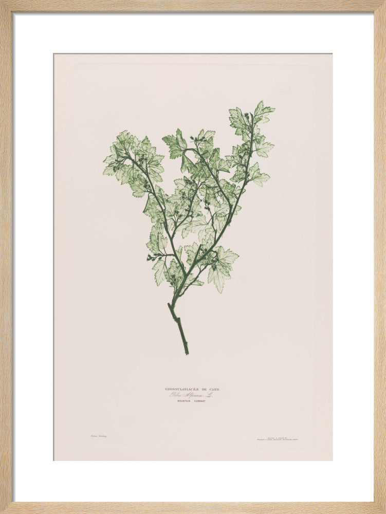 Ribes Alpinum (Mountain Currant), 1854 by Bradbury and Evans. Framed art print.
