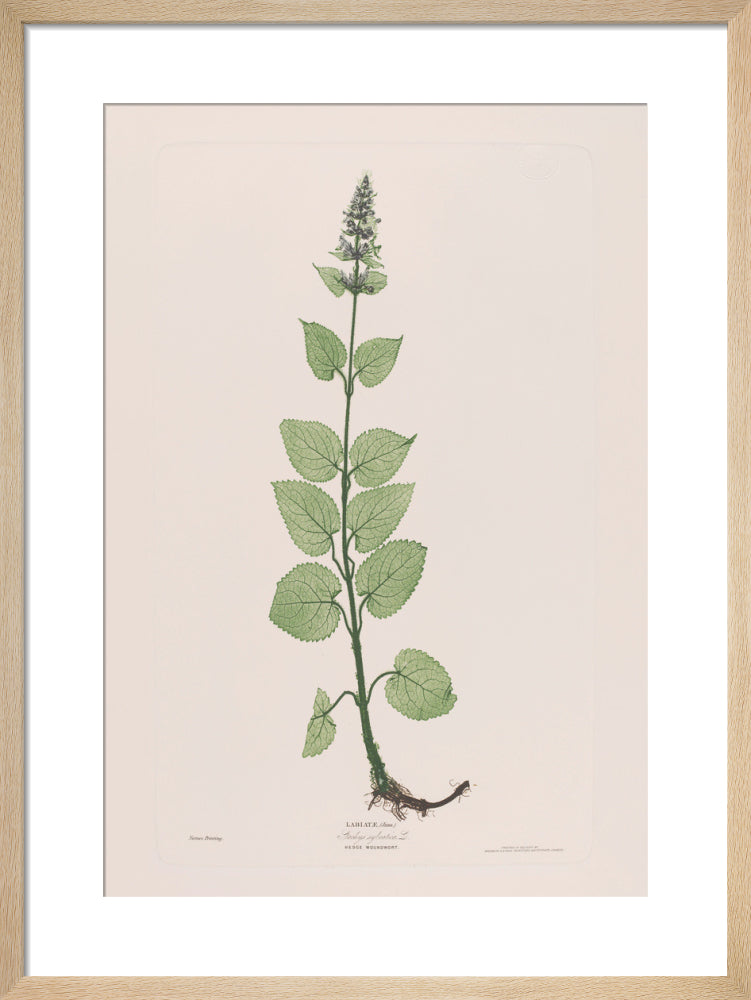 Stachys Sylvatica (Hedge Woundwort), 1854 by Bradbury and Evans. Framed art print.