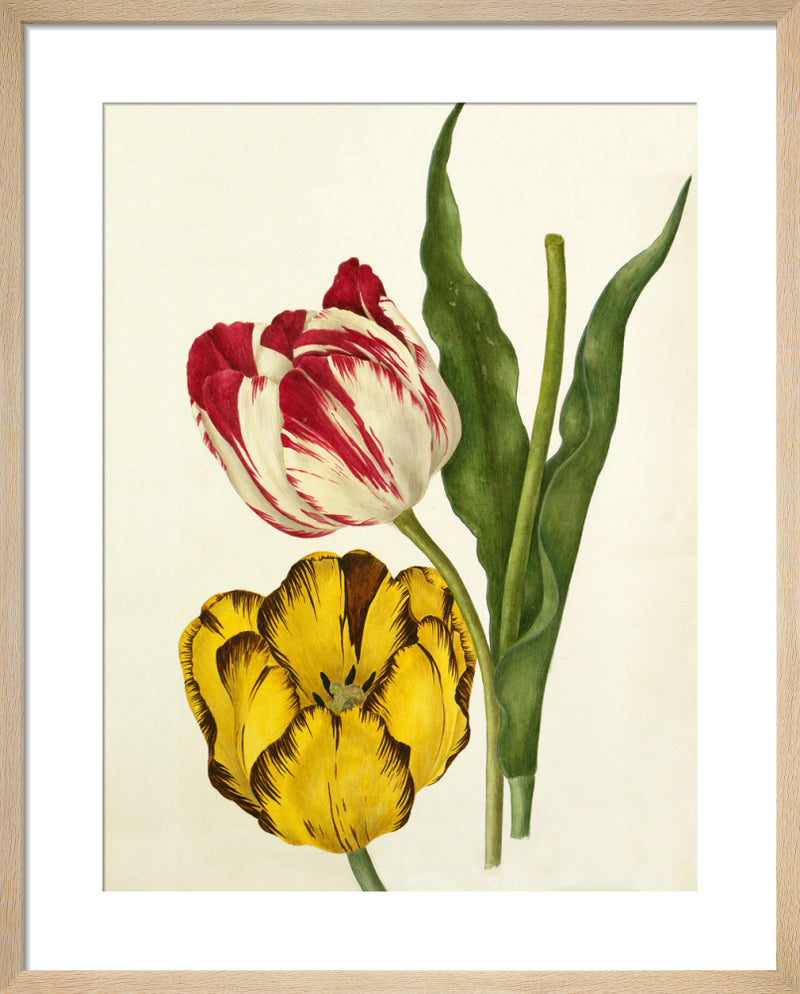 Tulipa 'The Claude', Tulipa 'Duke of Sutherland' by Caroline Maria Applebee. Framed art print.