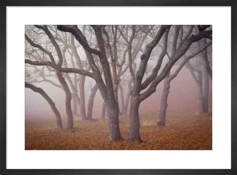 Pilot Road Trees by David Lorenz Winston. Framed art print.