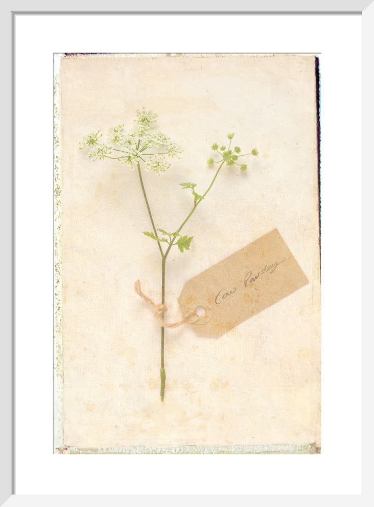 Cow Parsley by Deborah Schenck. Framed art print.