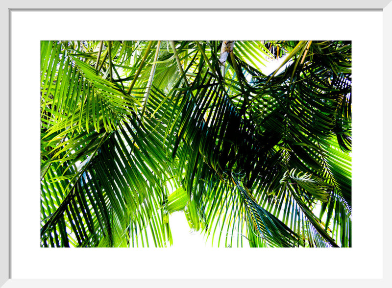 Jungle by Deborah Schenck. Framed art print.