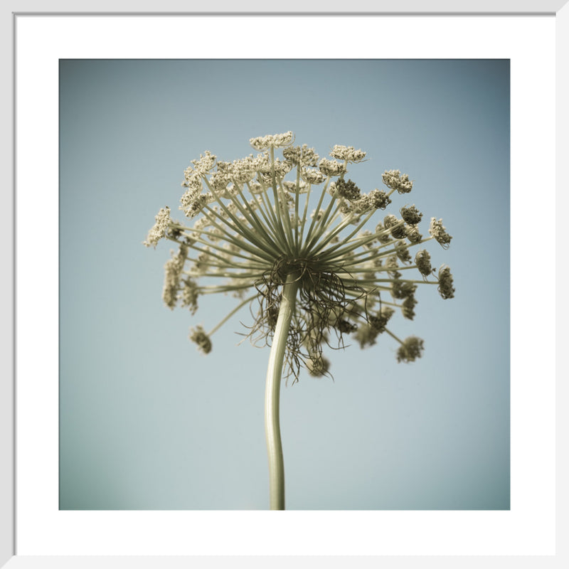 Spiral by Deborah Schenck. Framed art print.