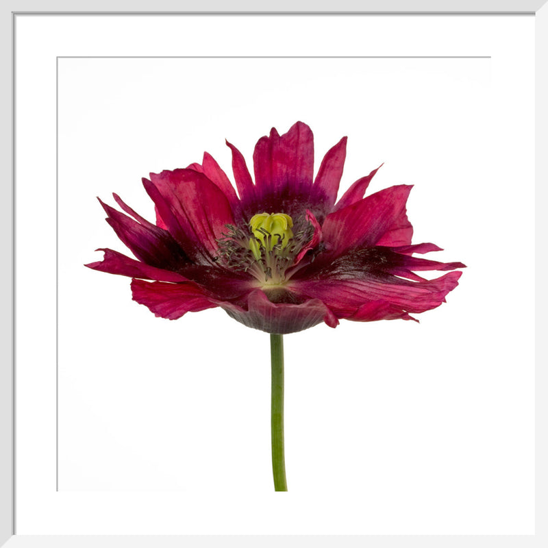 Varied Tulip by Deborah Schenck. Framed art print.