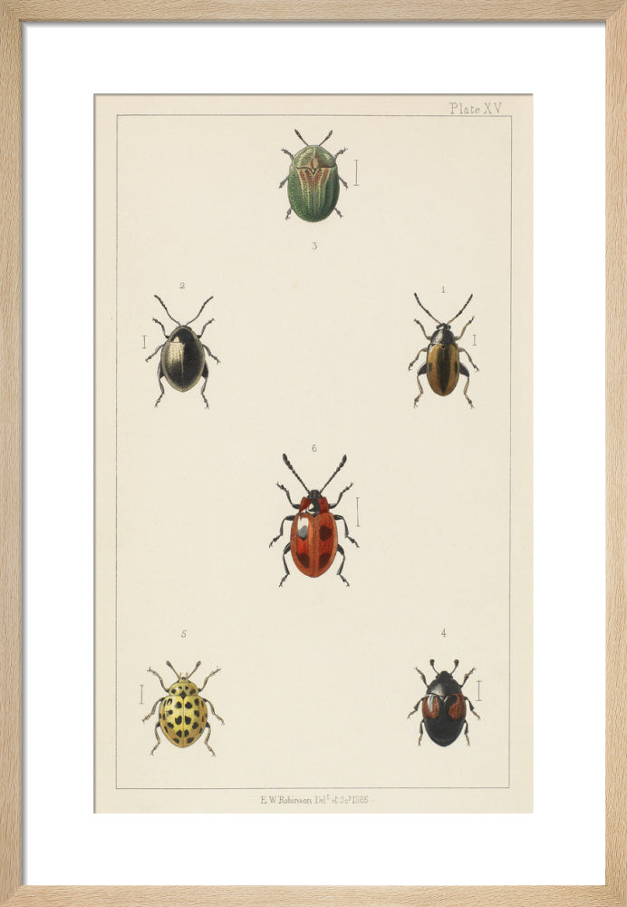 Plate XV 'British Beetles' by E.W. Robinson. Framed art print.