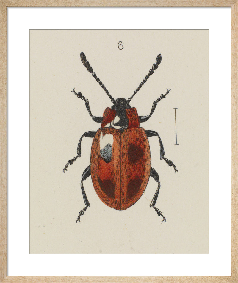 Plate XV Endomychus coccineus by E.W. Robinson. Framed art print.