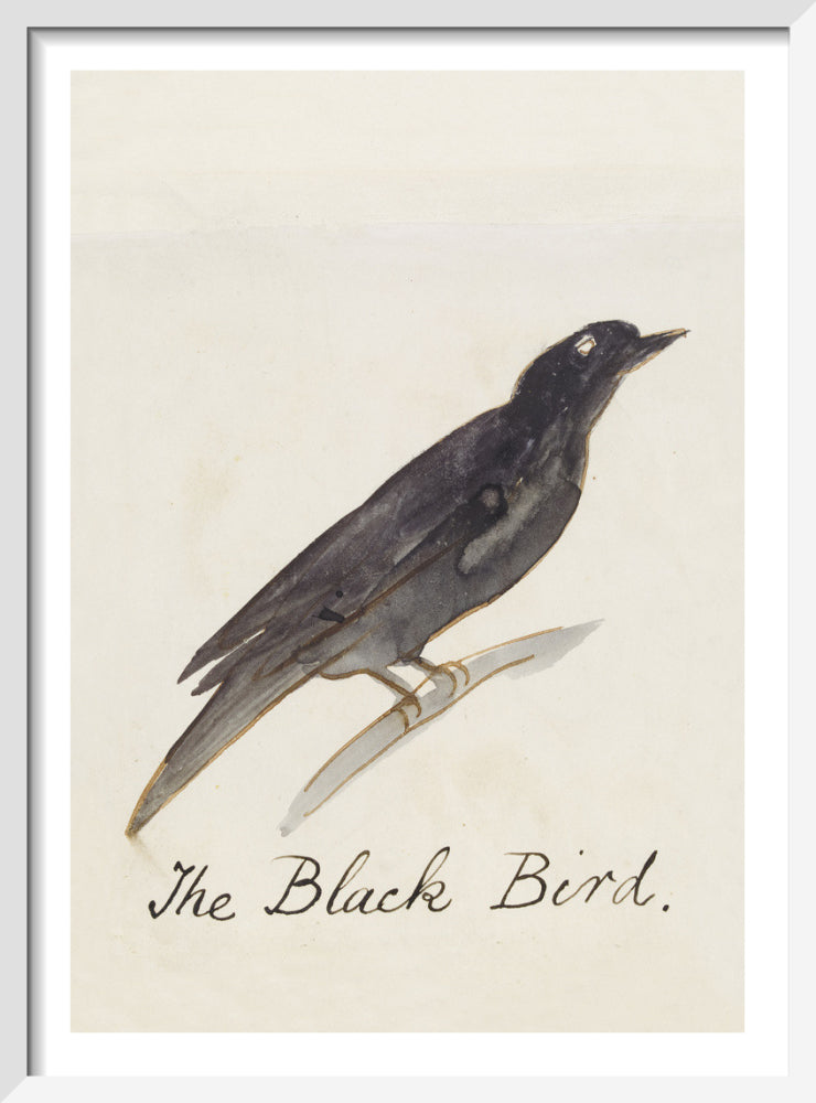 The Black Bird by Edward Lear. Framed art print.