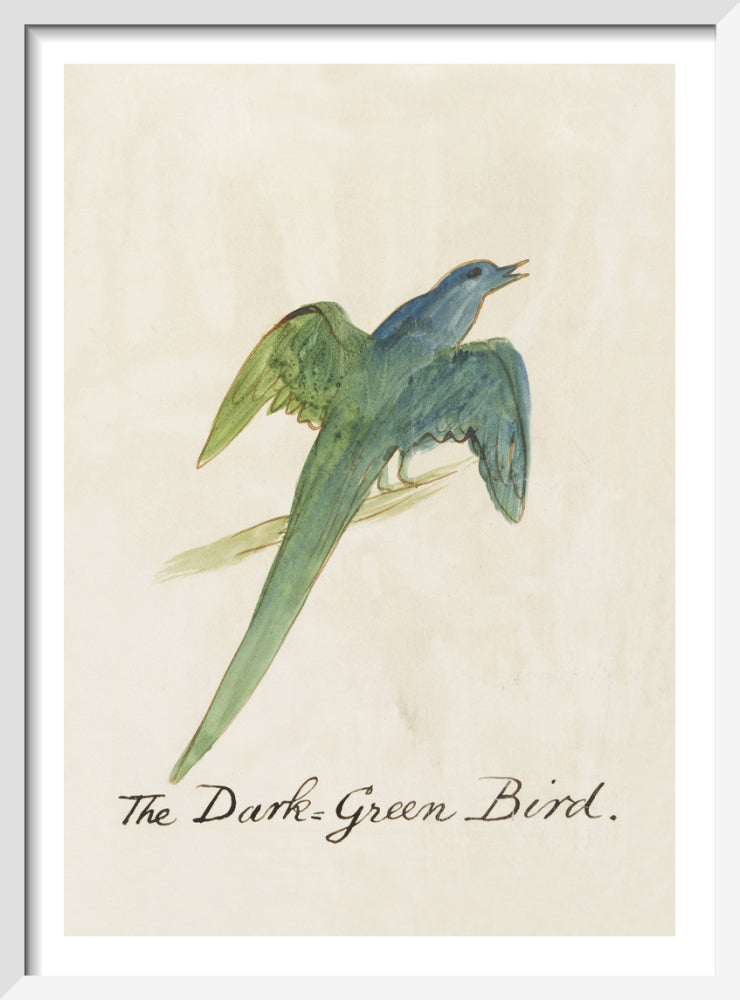 The Dark Green Bird by Edward Lear. Framed art print.