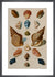 A Selection of Seashells, 1758 by A Selection of Seashells, 1758. Framed art print.