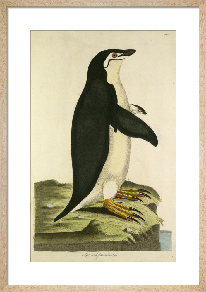 Emperor Penguin by John Frederick Miller. Framed art print.