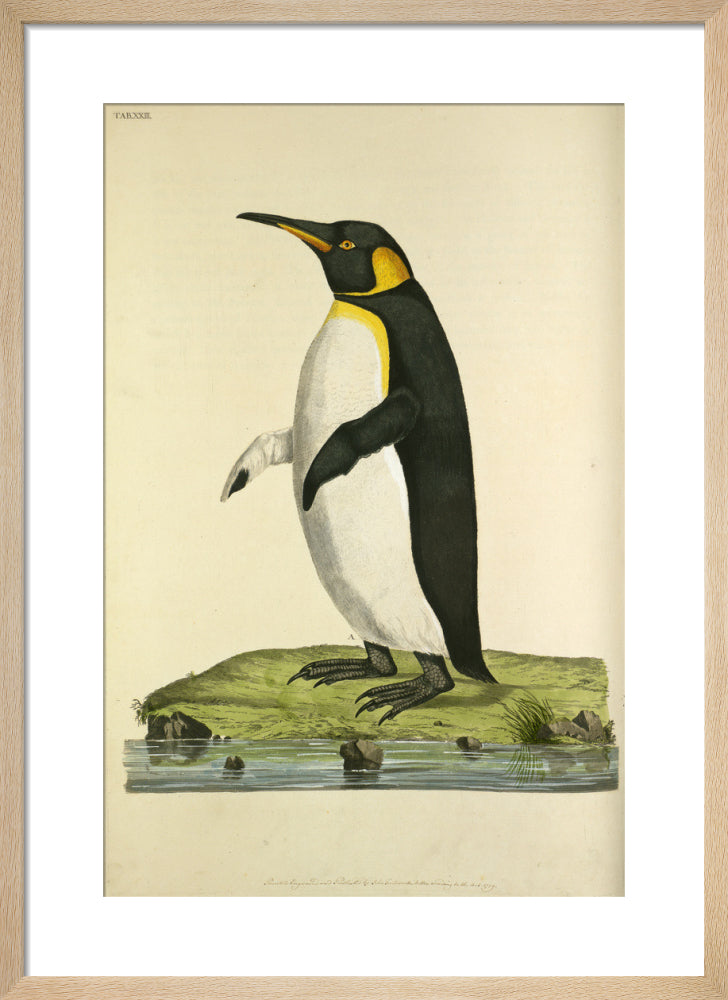 King Penguin by John Frederick Miller. Framed art print.