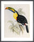 A Monograph of the Ramphastidae or Family of Toucans, 1834 by John Gould. Framed art print.