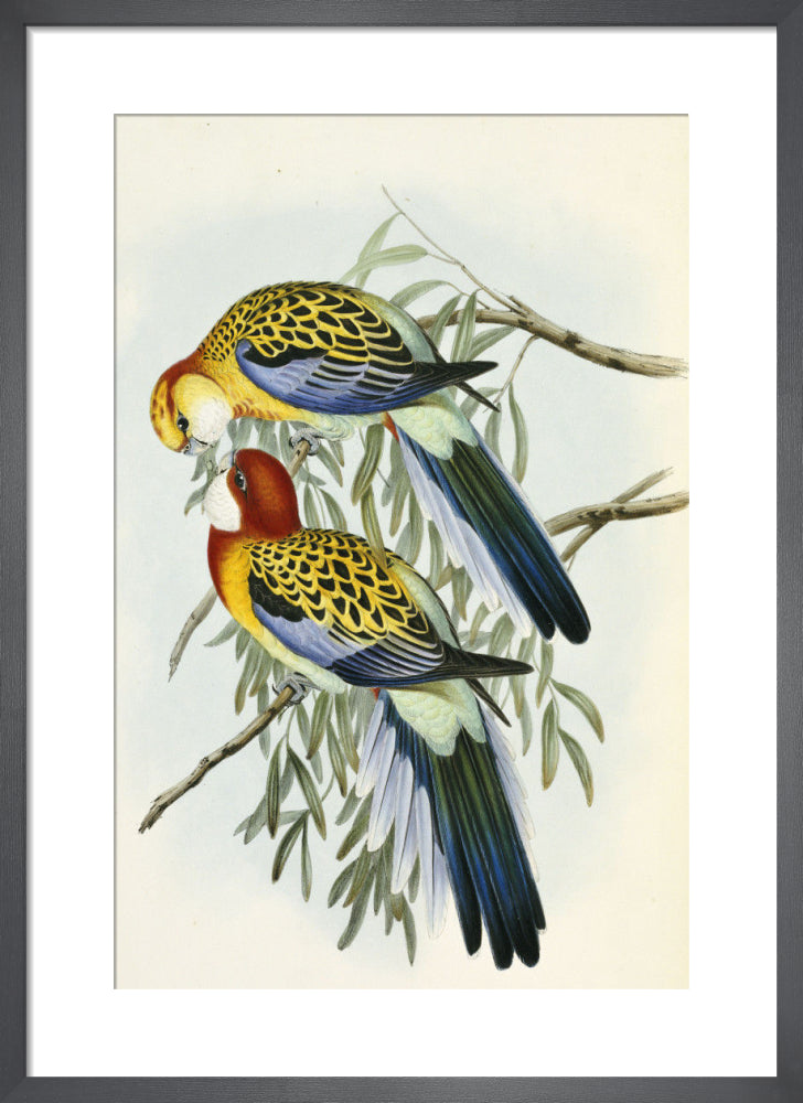 Eastern Rosella from 'The Birds Of Australia', 1840 by John Gould. Framed art print.