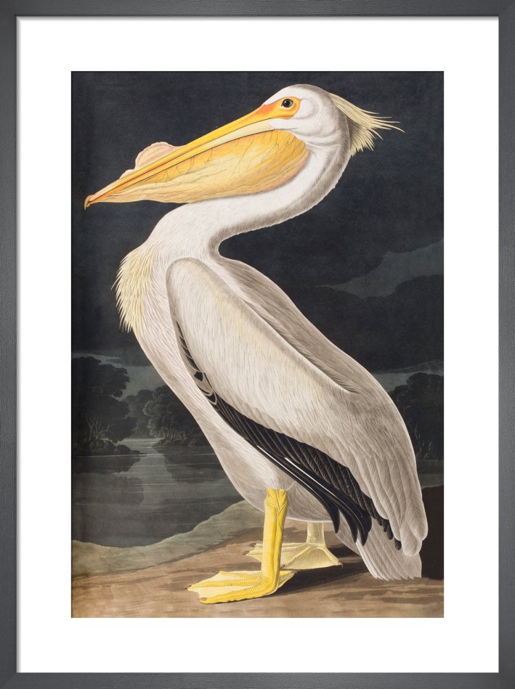 American White Pelican by John James Audubon. Framed art print.