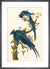 Columbia Jay by John James Audubon. Framed art print.