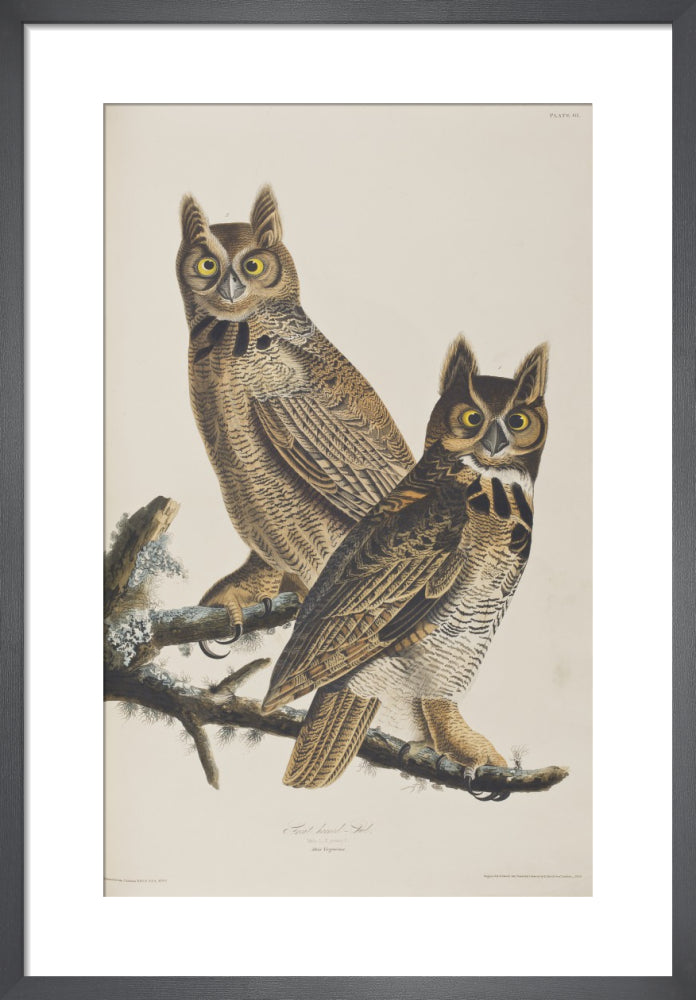Great Horned Owls by John James Audubon. Framed art print.