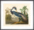 Louisiana Heron by John James Audubon. Framed art print.