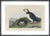 Puffin by John James Audubon. Framed art print.