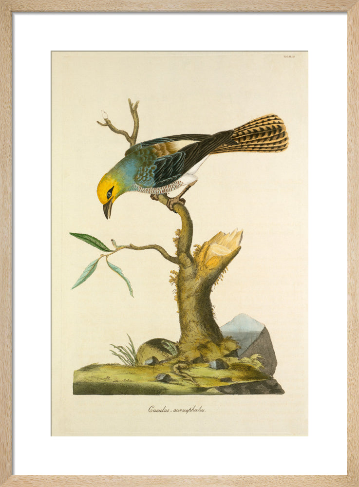 Tab LXVIII by John Miller. Framed art print.
