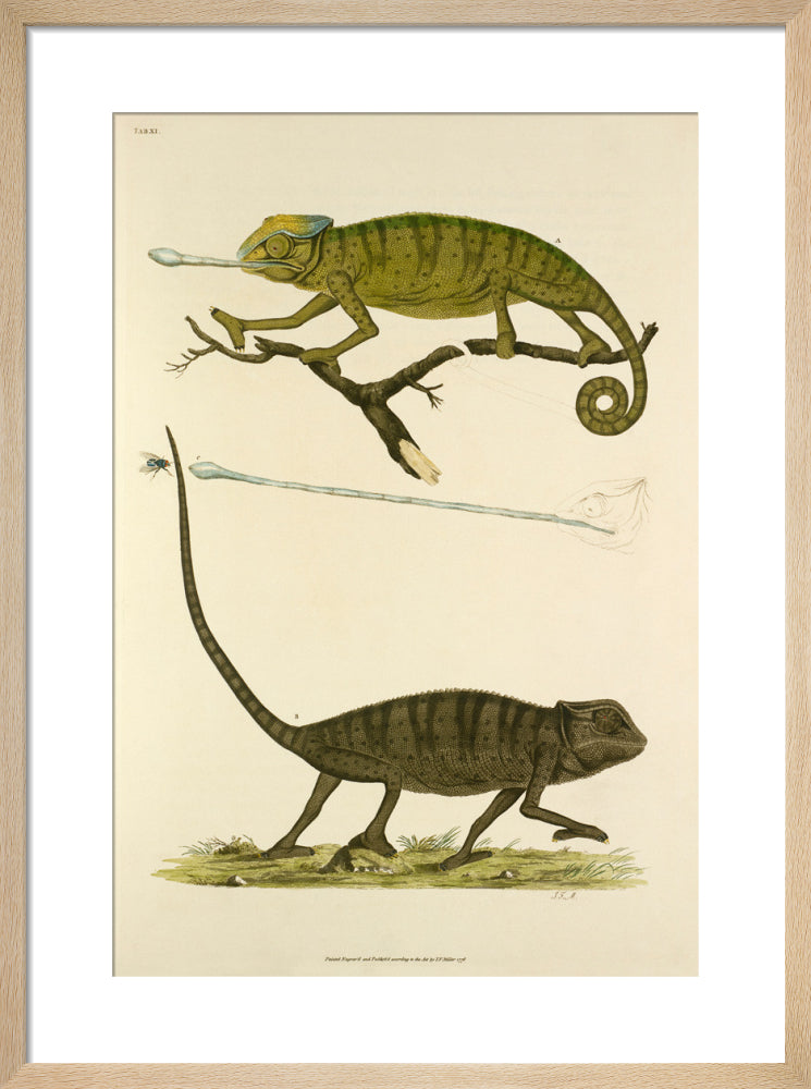 Tab XI by John Miller. Framed art print.