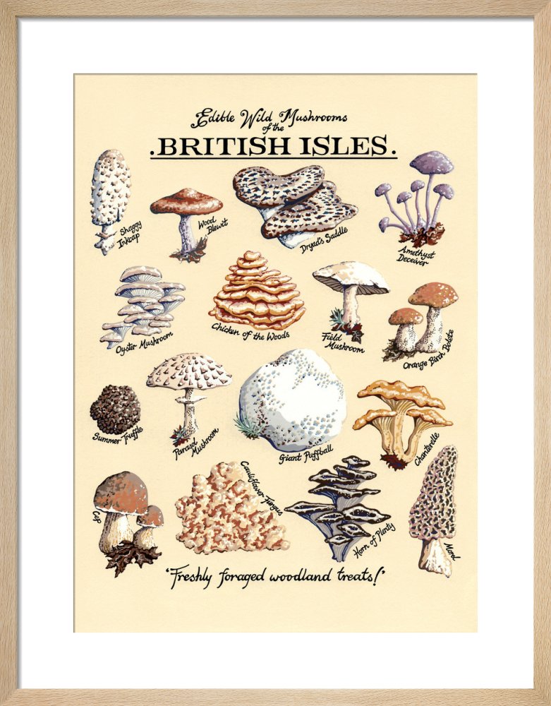 Edible Wild Mushrooms by Kelly Hall. Framed art print.