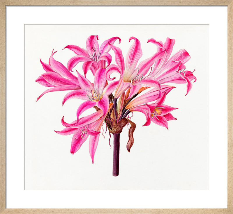 Amaryllis belladonna 'Rubra' by Lillian Snelling. Framed art print.