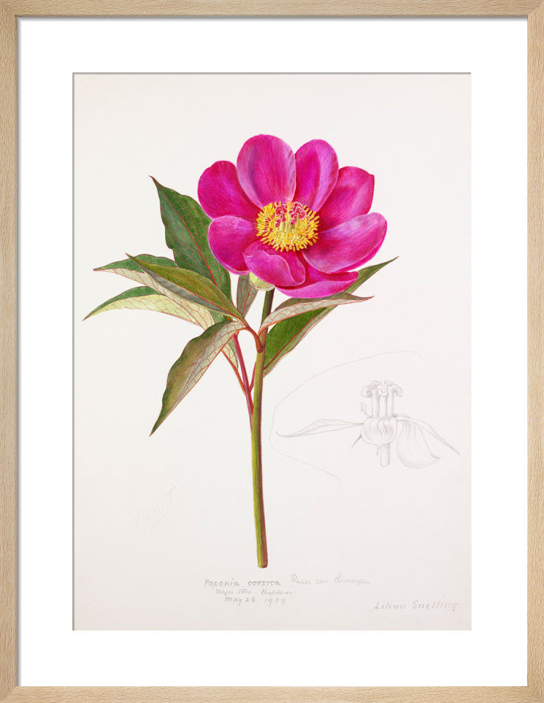 Paeonia russoi var. leiocarpa by Lillian Snelling. Framed art print.