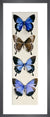 Four Butterflies (Papilo Ulysses) by Marian Ellis Rowan. Framed art print.
