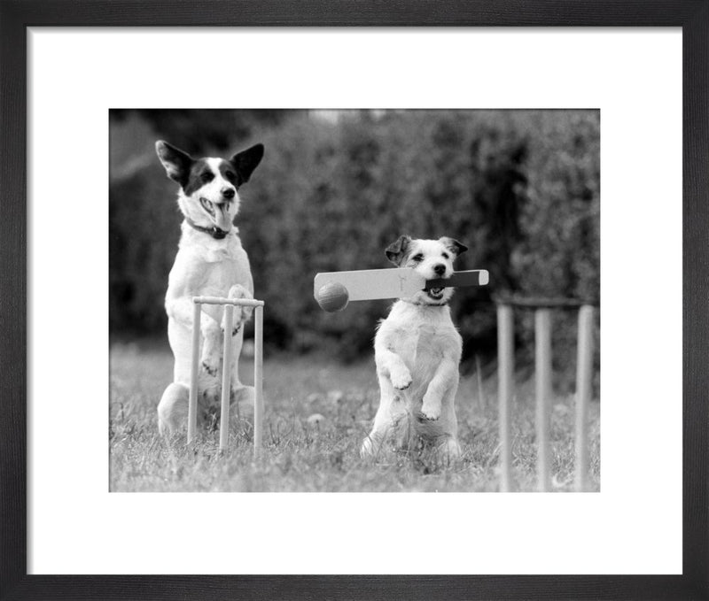 Cricket in the park by Mirrorpix. Framed art print.